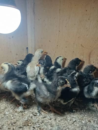 Bantam Chicks