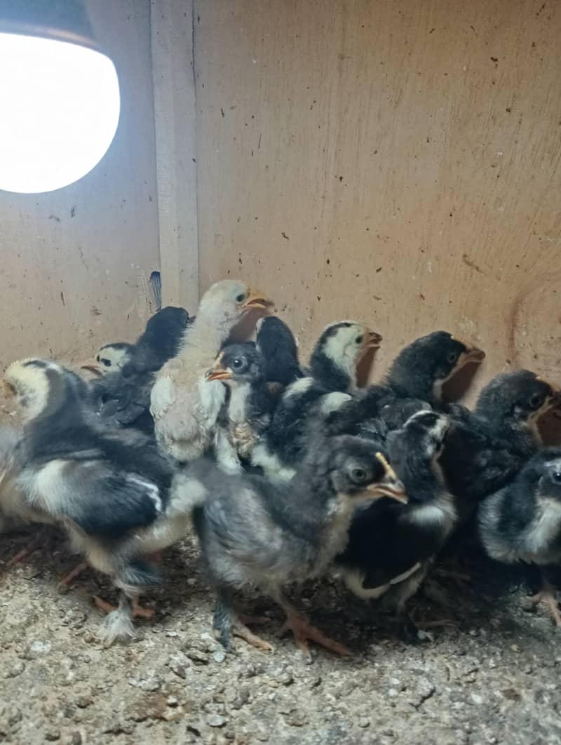 Bantam Chicks 0