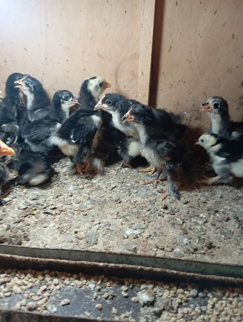 Bantam Chicks 1