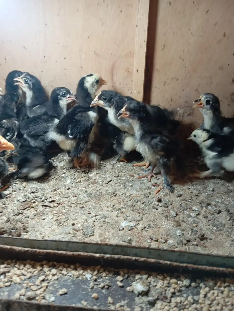Bantam Chicks — photo 2