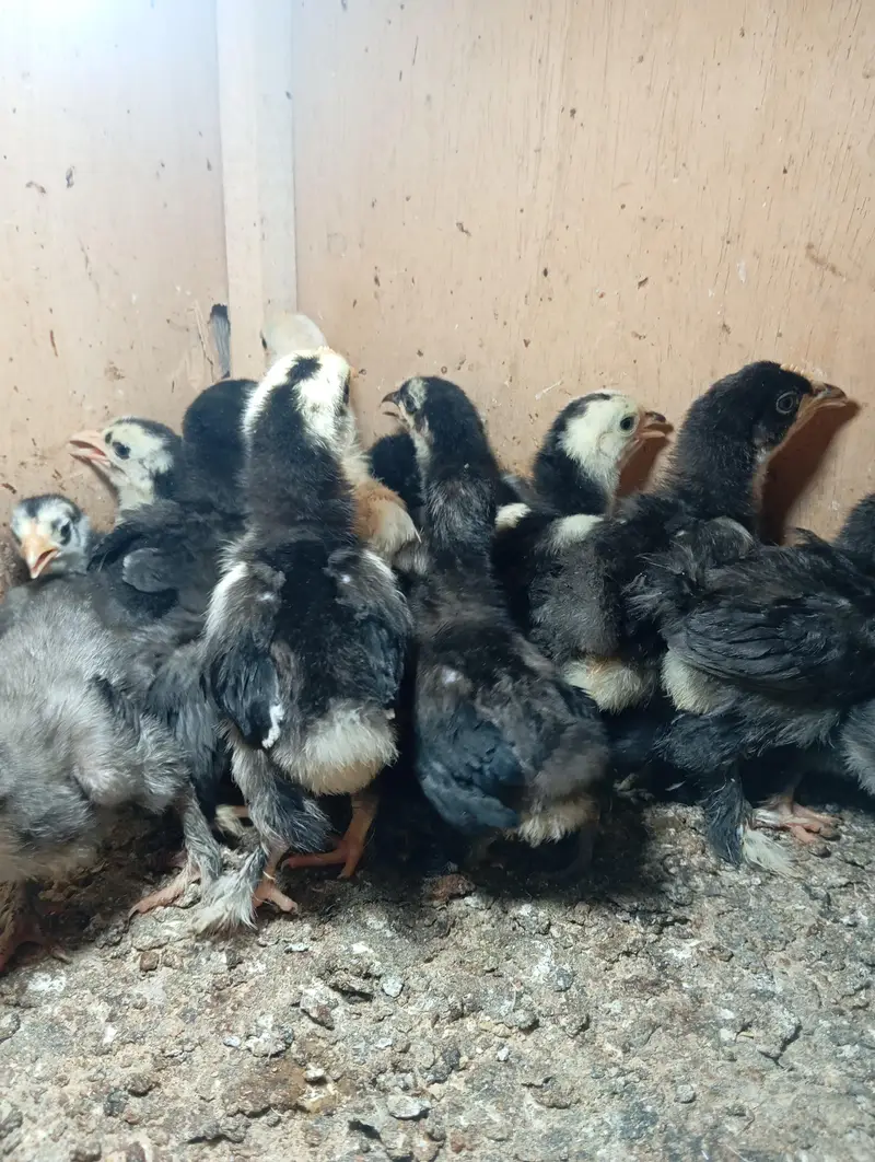 Bantam Chicks — photo 3