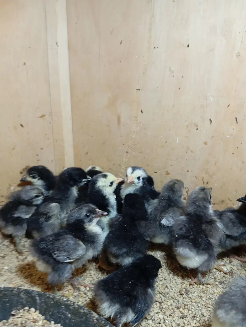 Bantam Chicks — photo 4