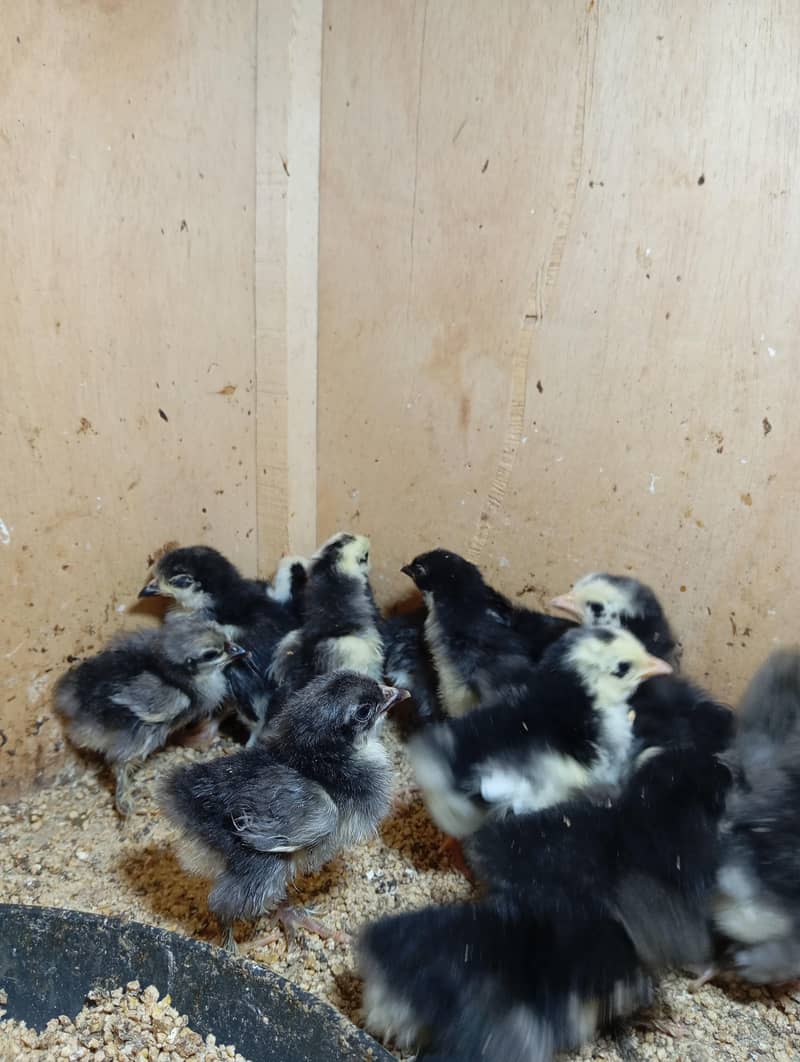 Bantam Chicks 4