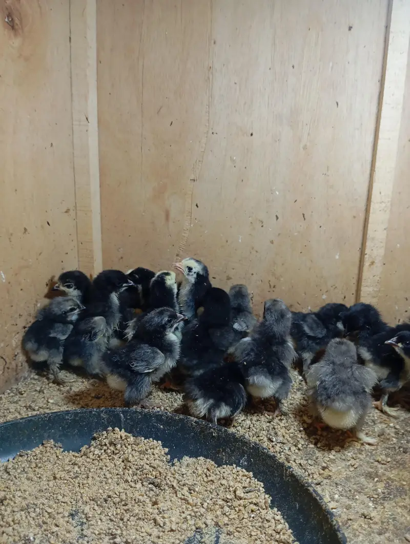 Bantam Chicks — photo 6