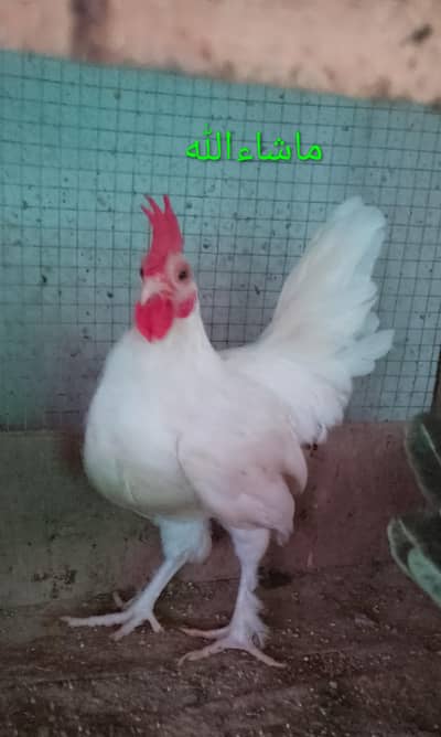Bantam Male/Cock