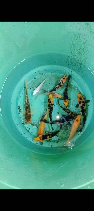 Koi fishes, shubunkin and goldfish