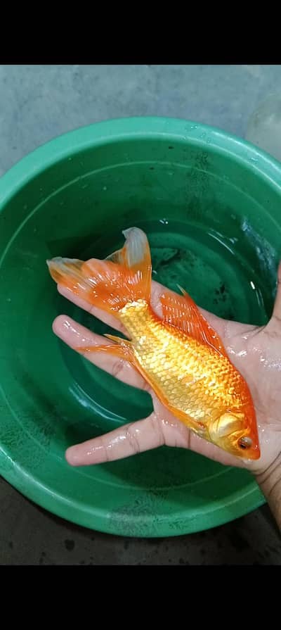Koi fishes, shubunkin and goldfish
