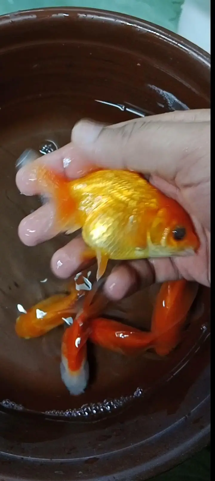 Koi fishes, shubunkin and goldfish — photo 3