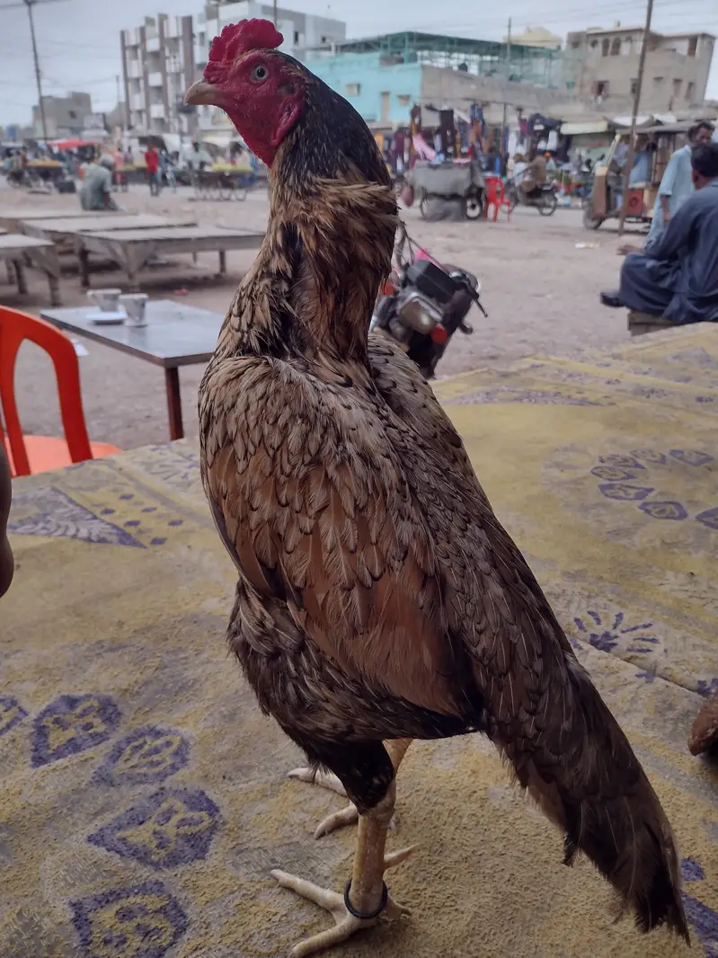 madiya narpara Zardom — photo 5