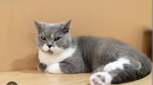 Adult male Cat