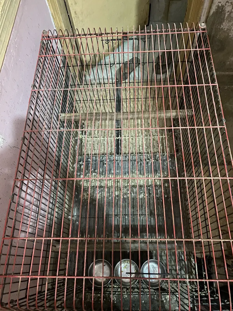 3x2 Iron Parrot/Bird Cage For Sale | With Feeder Bowls — photo 3