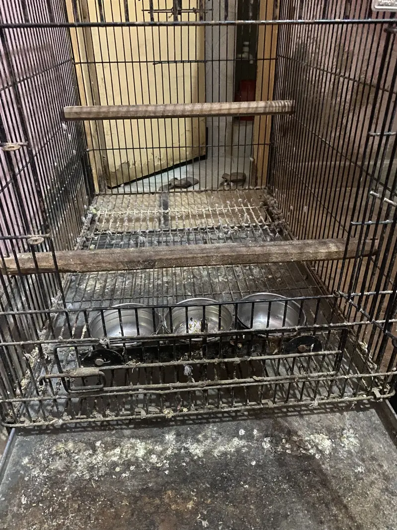 3x2 Iron Parrot/Bird Cage For Sale | With Feeder Bowls — photo 4