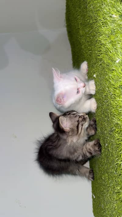 Kittens