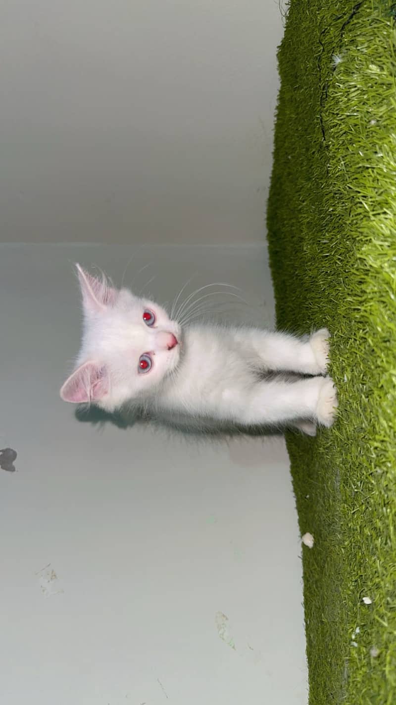 Kittens 1