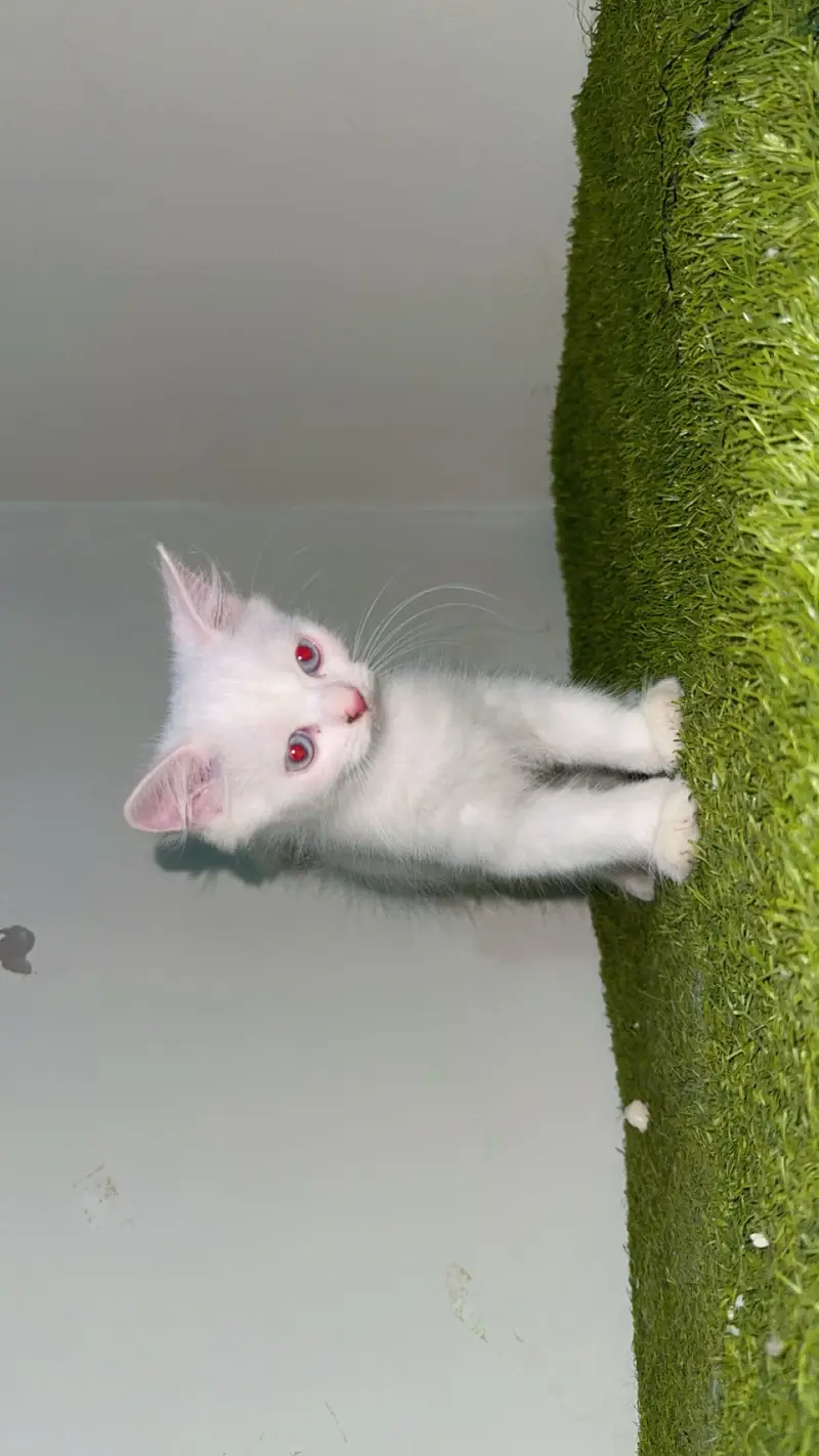 Kittens — photo 2