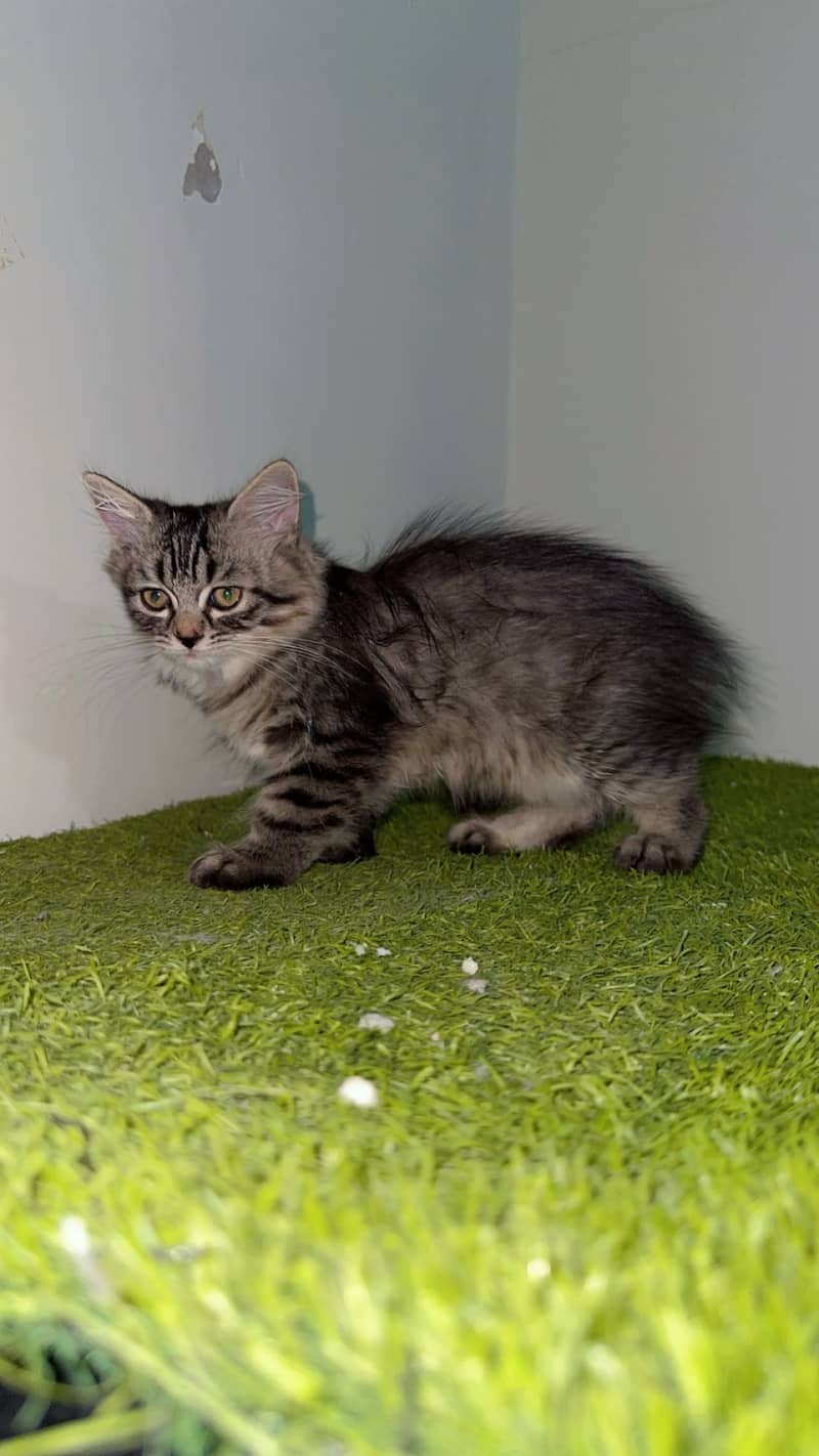 Kittens 2