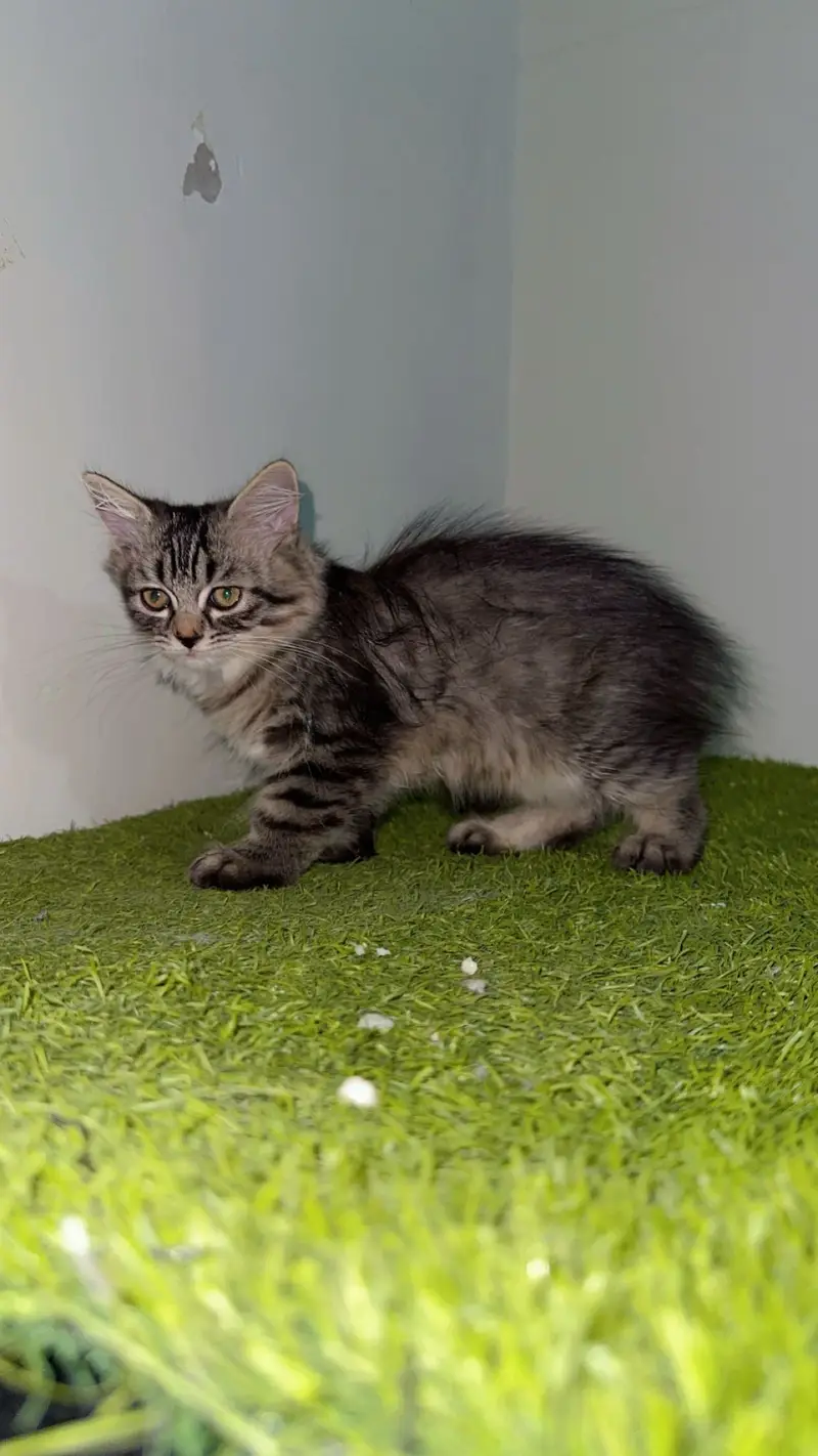 Kittens — photo 3