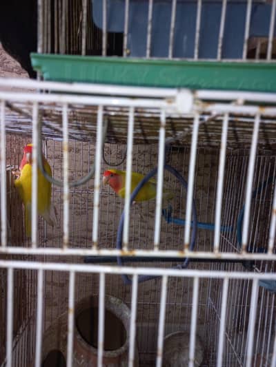 Lovebirds and Australian Birds