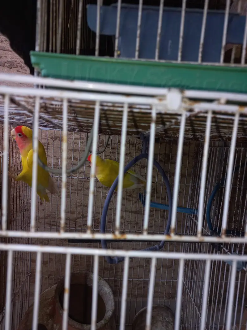 Lovebirds and Australian Birds — photo 2