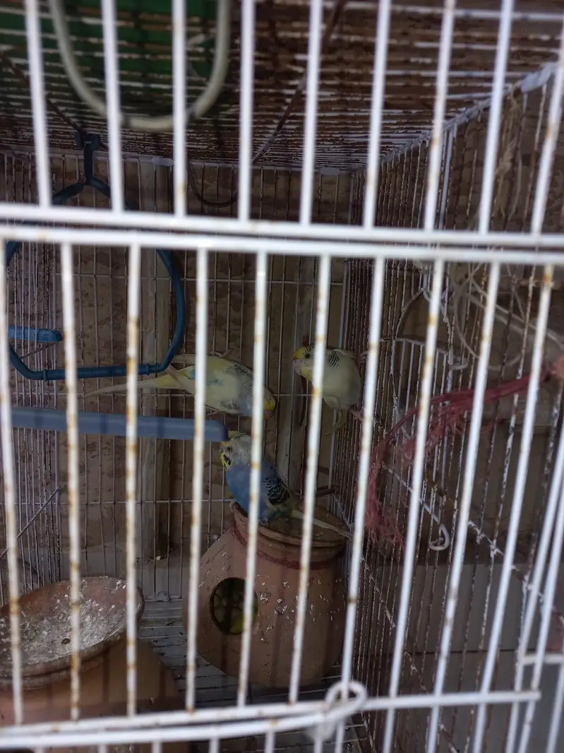 Lovebirds and Australian Birds — photo 3