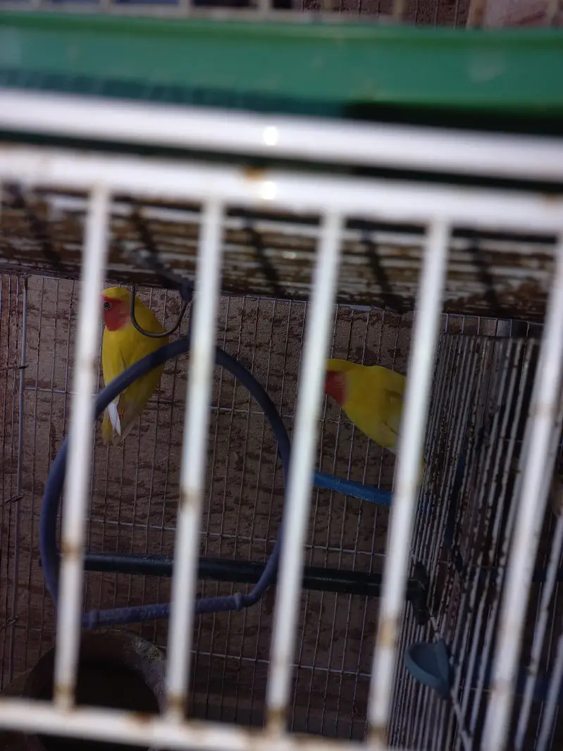 Lovebirds and Australian Birds — photo 4