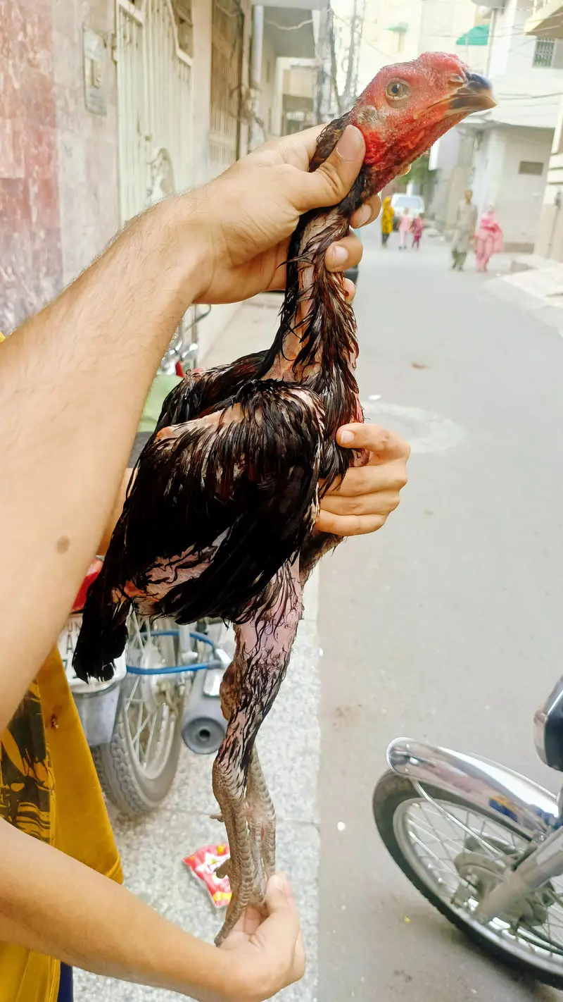 Top Quality Indian Theekra Plus Pakoye Patha Available — photo 3