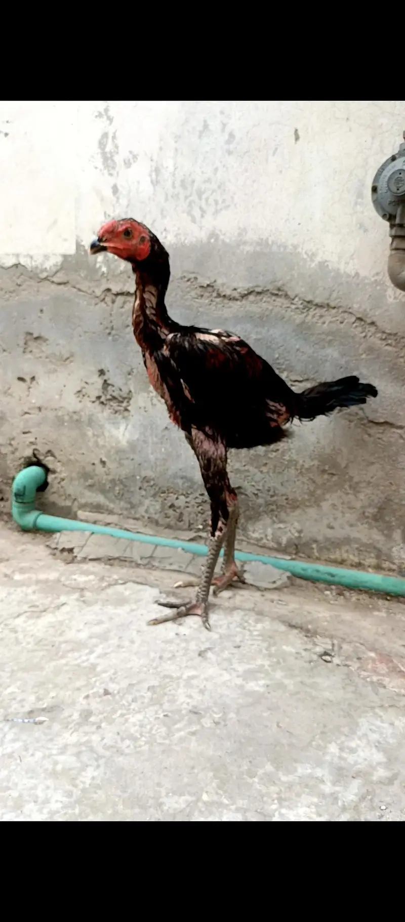 Top Quality Indian Theekra Plus Pakoye Patha Available — photo 4