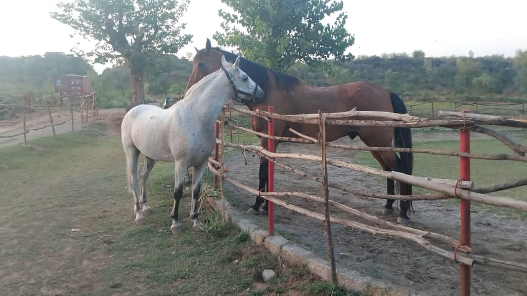 two horses 0