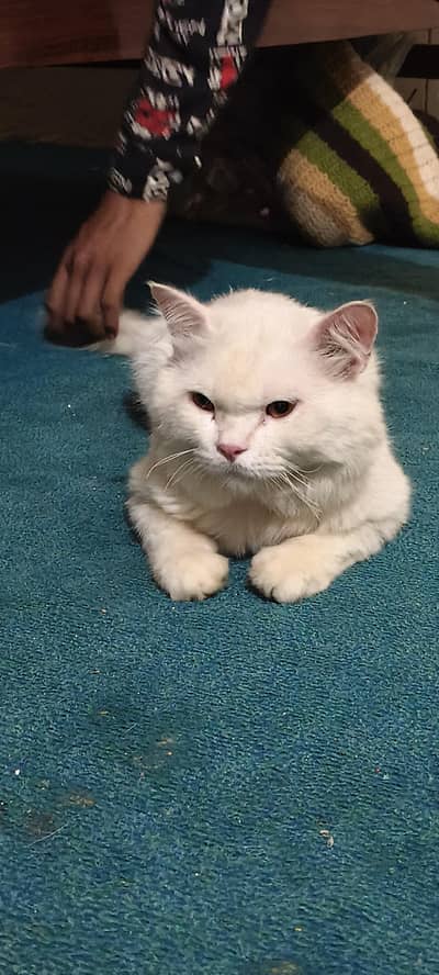 American Cat