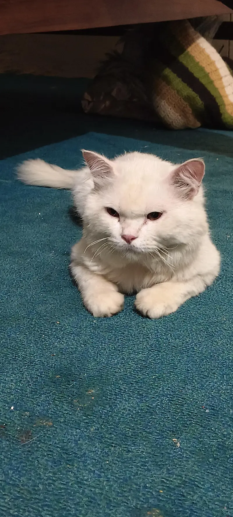 American Cat — photo 2