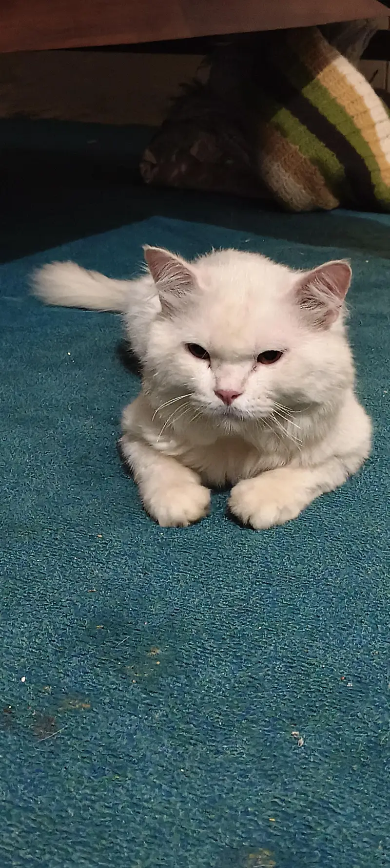 American Cat — photo 3