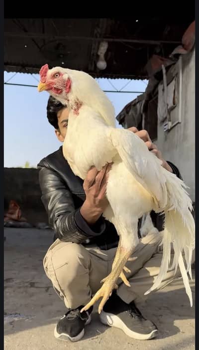 Aseel/Heera aseel/chicks/murga/white black shamo/ heera chicks