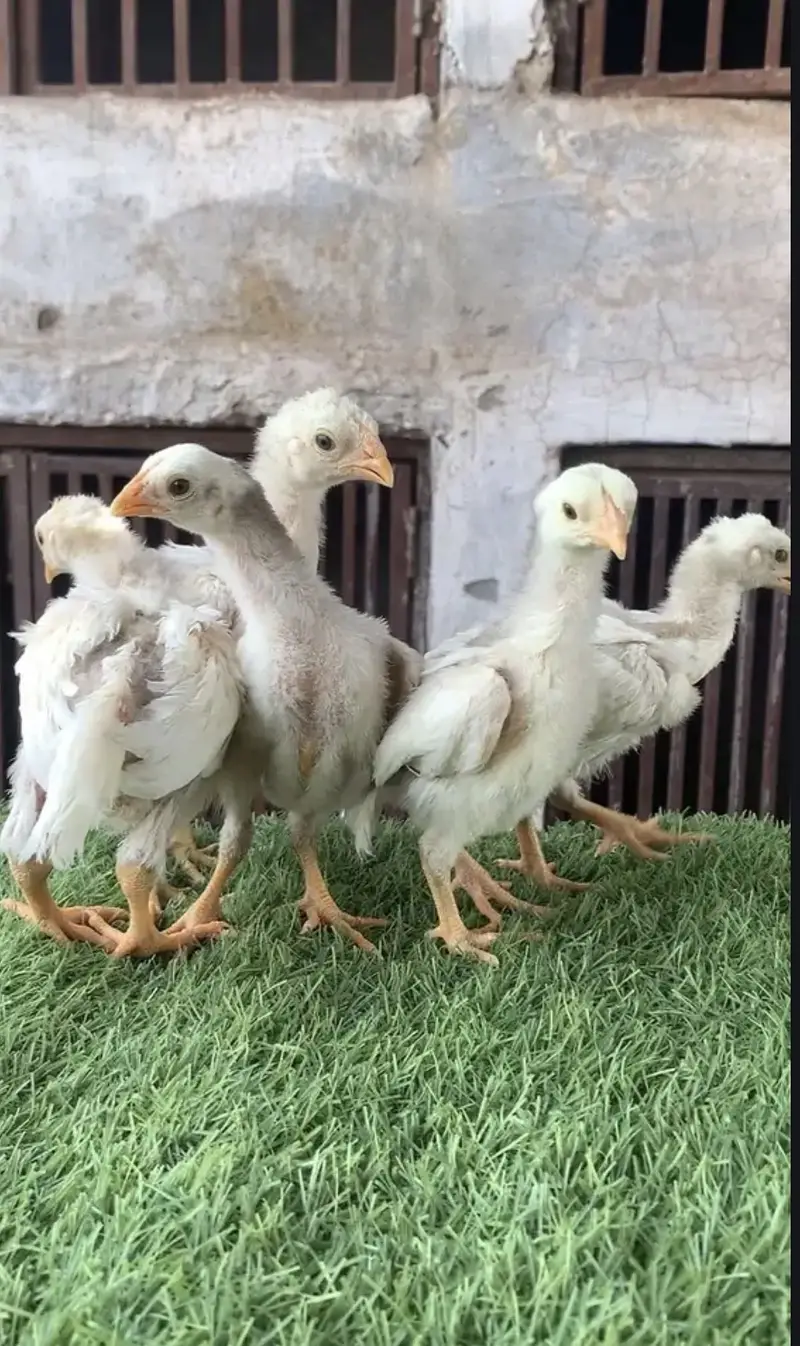 Aseel/Heera aseel/chicks/murga/white black shamo/ heera chicks — photo 2