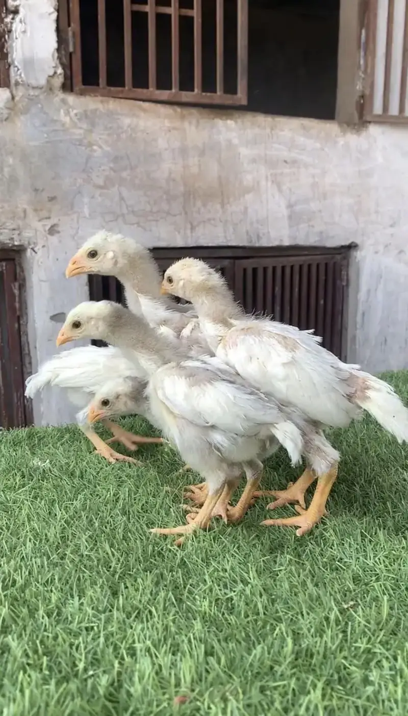 Aseel/Heera aseel/chicks/murga/white black shamo/ heera chicks — photo 3