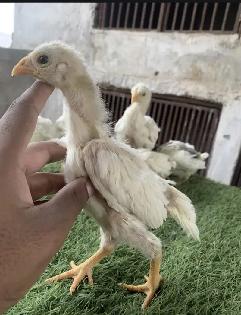 Aseel/Heera aseel/chicks/murga/white black shamo/ heera chicks — photo 4