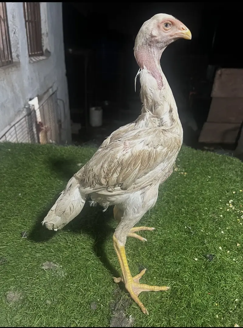 Aseel/Heera aseel/chicks/murga/white black shamo/ heera chicks — photo 5