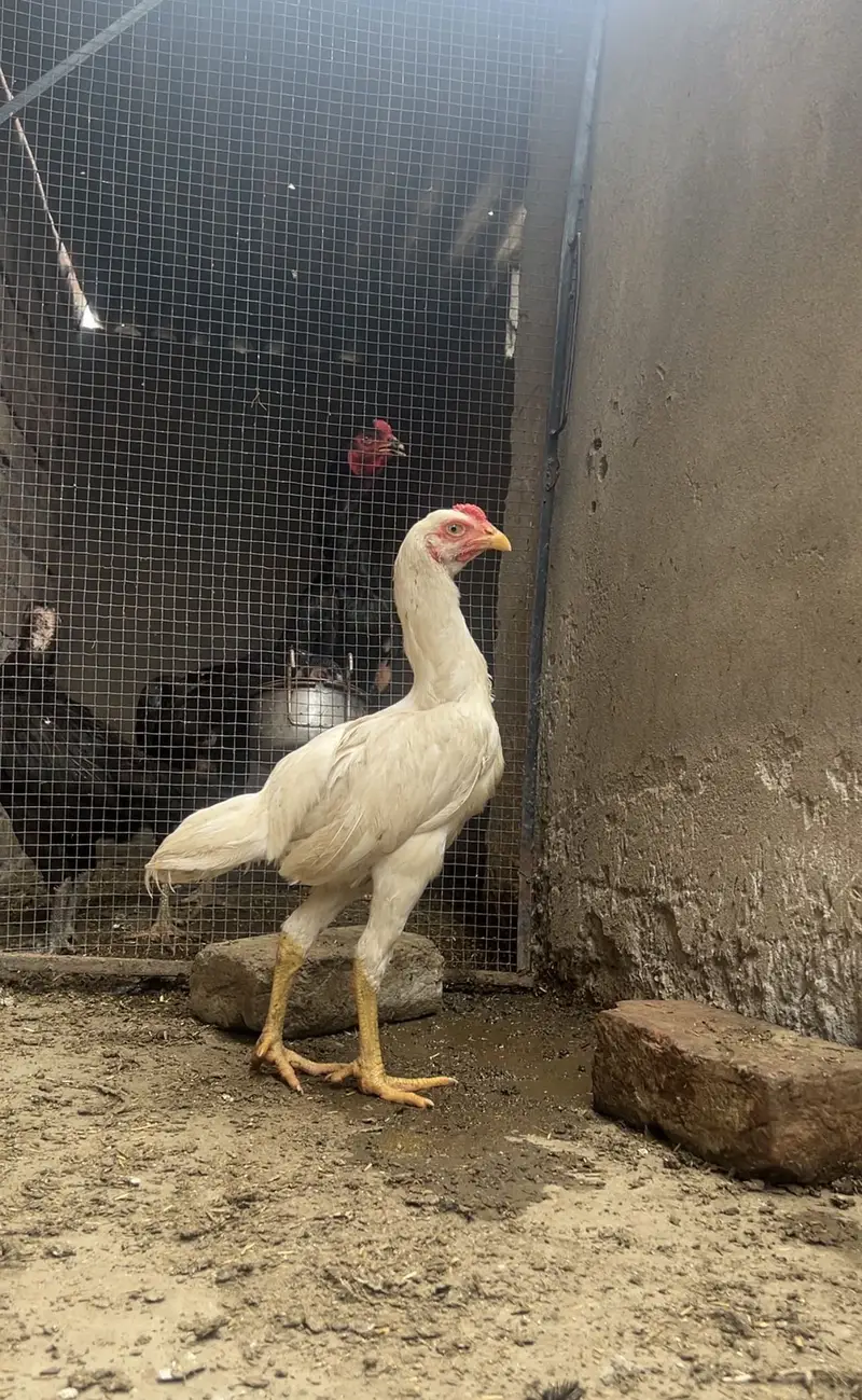 Aseel/Heera aseel/chicks/murga/white black shamo/ heera chicks — photo 6