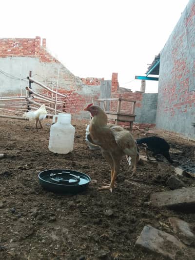 VIP Peela Aseel Murga For Sale - Pure Breed & Top Quality