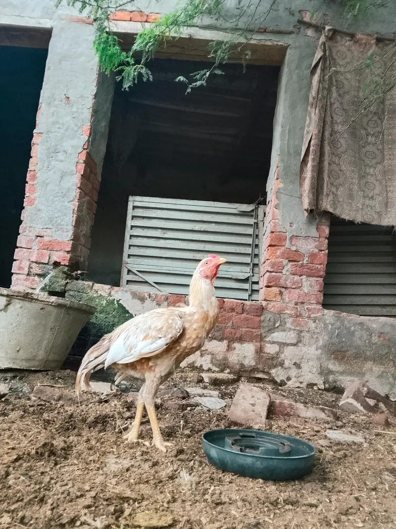 VIP Peela Aseel Murga For Sale - Pure Breed & Top Quality — photo 2