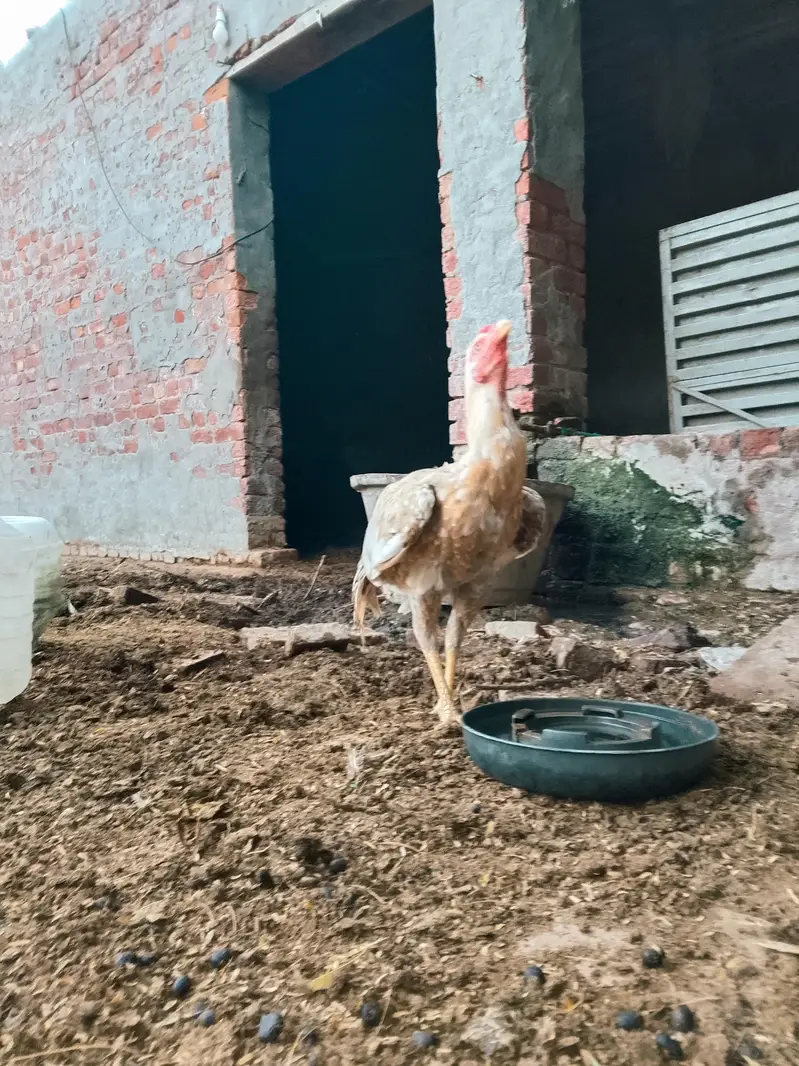 VIP Peela Aseel Murga For Sale - Pure Breed & Top Quality — photo 3