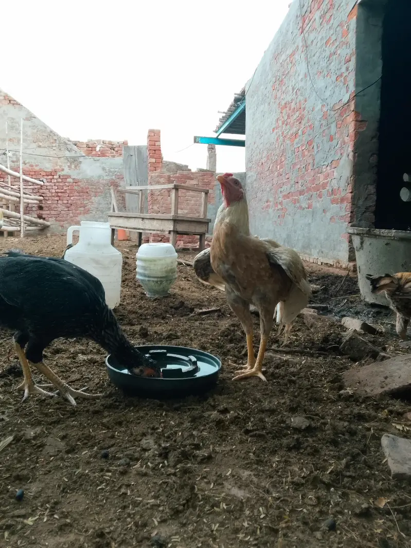 VIP Peela Aseel Murga For Sale - Pure Breed & Top Quality — photo 4
