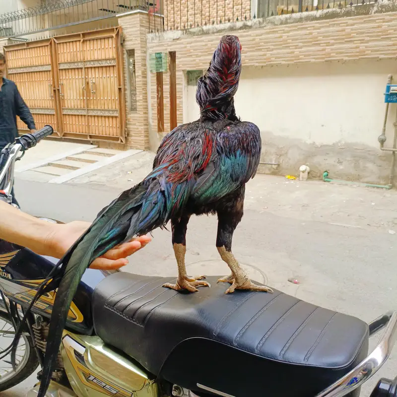 Top Quality Indian Theekra Plus Pakoye Patha Available — photo 8