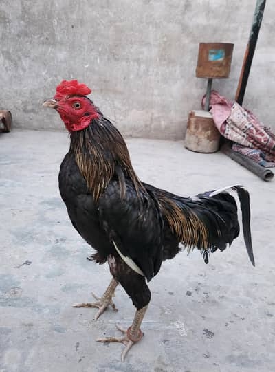 aseel java for sale