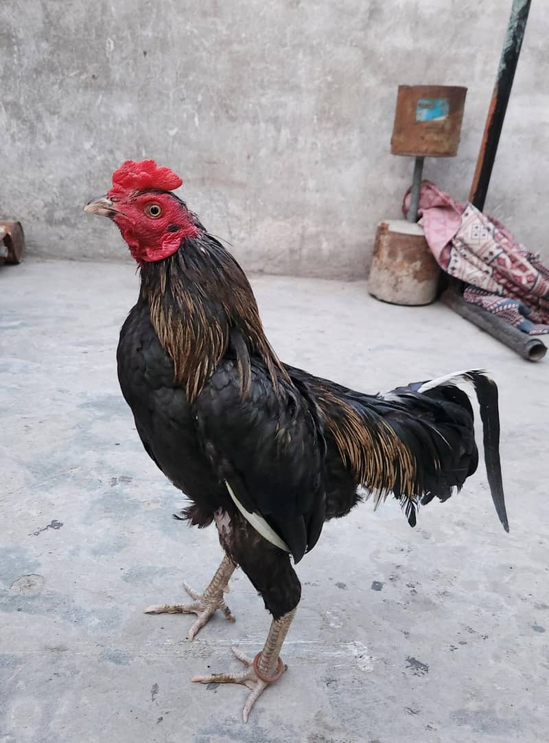 aseel java for sale 0
