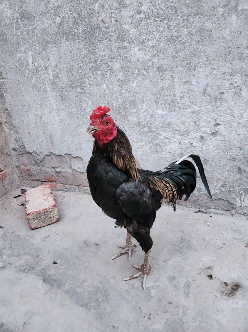 aseel java for sale 4