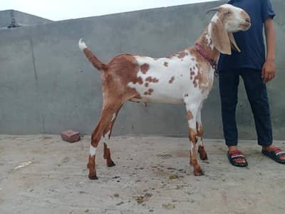 Bakra aqeqa k liay 2 dant ghr ka pla hoa