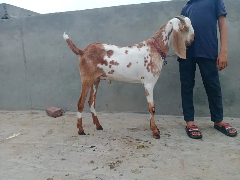 Bakra aqeqa k liay 2 dant ghr ka pla hoa — photo 2