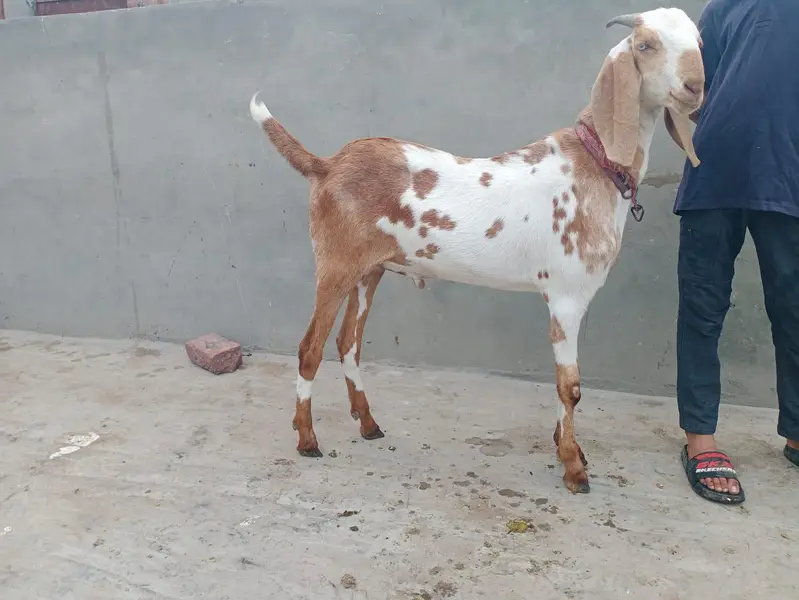 Bakra aqeqa k liay 2 dant ghr ka pla hoa — photo 3