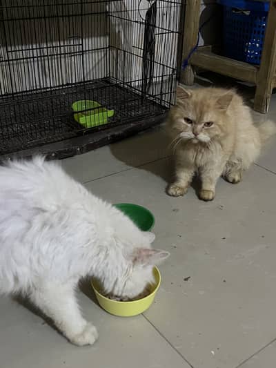 Persian cats