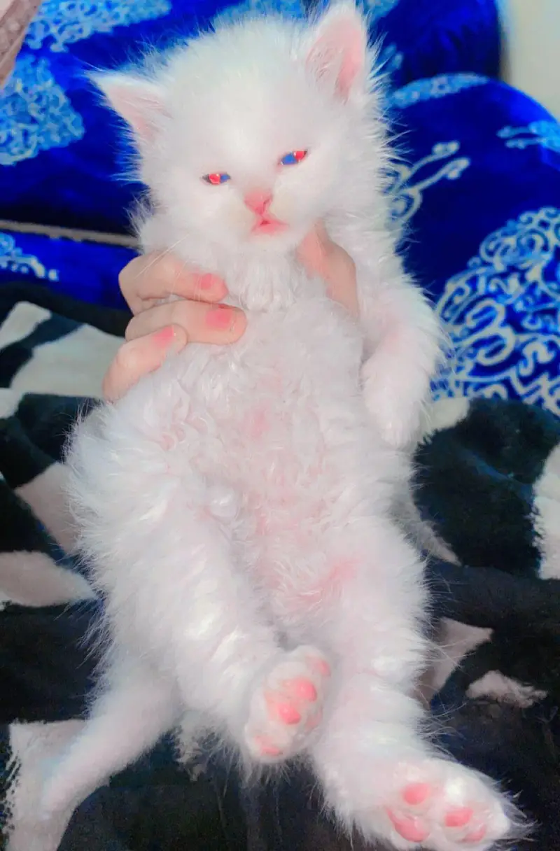 persain kitten — photo 2